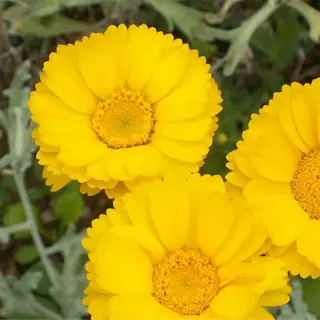 yellow desert marigold flowers in bloom - desert marigold southwest