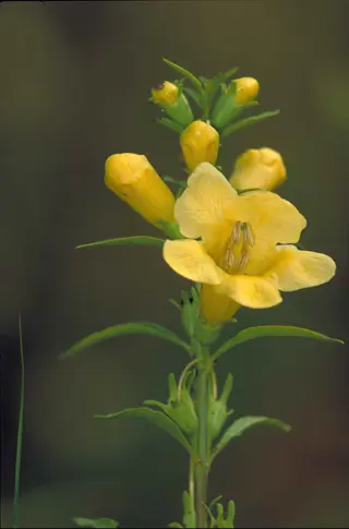 yellow foxglove blooms with buds on green stems against blurred natural background