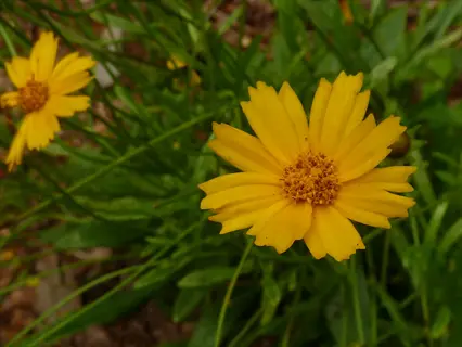 yellow lanceleaf coreopsis wildflowers blooming among green foliage