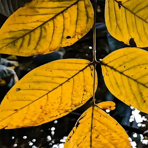 yellow leaves plants close-up against a dark background