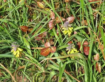 yellow muscari macrocarpum flowering among green grass and reddish leaves