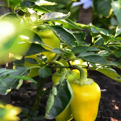 yellow pepper plants in a garden with stakes supporting healthy green foliage and dark soil