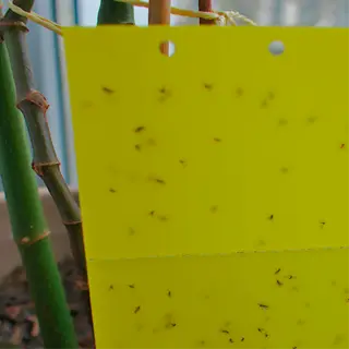 yellow sticky trap with fungus gnats near a plant