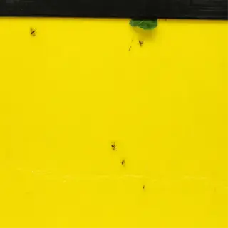 yellow sticky traps with dead insects