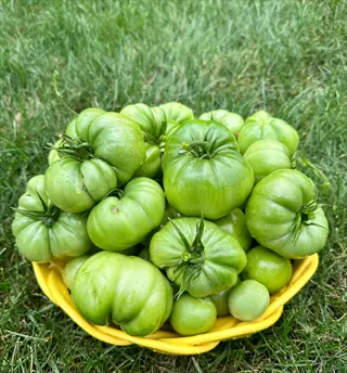 yellow woven bowl filled with unripe green patio choice yellow tomatoes on a grassy lawn. the heirloom variety fruits show varied sizes and classic ribbed shapes