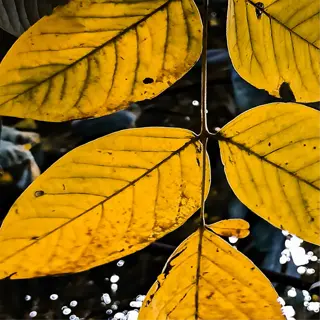 yellowing plant leaves exhibiting signs of distress
