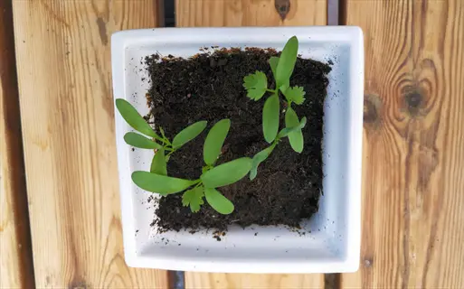 young cilantro seedlings sprouting from cilantro seeds soil in a white pot on a wooden surface (direct sowing stage)