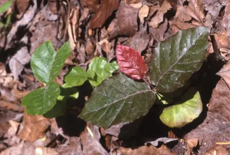 young copper beech leaves emerging among dry brown leaves on the forest floor