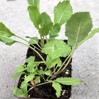 young costmary herb plant seedlings with serrated leaves growing in a small biodegradable pot on concrete