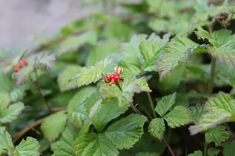young dwarf raspberry plants with developing red berries - typical of compact varieties