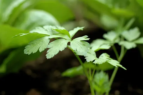 young flat-leaf italian parsley plant growing in a garden, showcasing its broad, tri-pinnate green leaves against a backdrop of soil and other plants