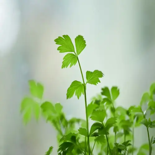 young fresh parsley plants thriving in a garden, showcasing delicate bright green leaves