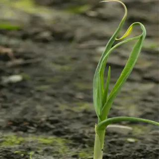 young garlic plant sprouting from the soil with visible bulb base