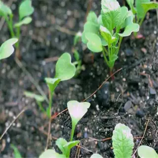 young green plants emerging from the direct soil after planting
