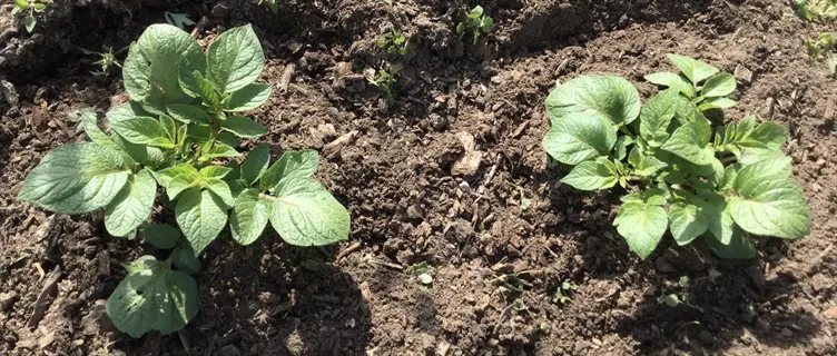 young green potato plants emerging from dark, mulched soil in a garden bed