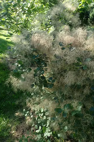 young lady smoke tree with delicate feathery plumes and green leaves in a sunlit garden