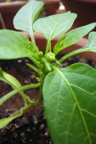 young mini sweet pepper plant with developing flower buds growing in a clay pot