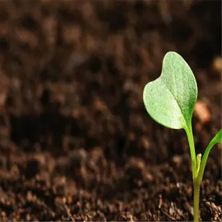 young plant sprouting from healthy soil