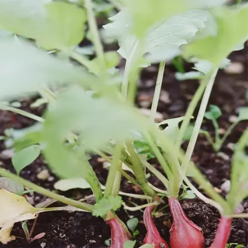 young radishes peeking from a rich, dark garden bed awaiting harvest
