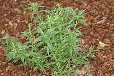 young rosemary plant thriving in well-prepared soil with organic mulch: demonstrates effective soil preparation rosemary techniques for optimal drainage and healthy growth