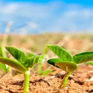 young soybean plants sprouting in a garden