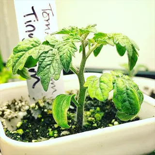 young tiny tim tomato plant in a white pot with handwritten plant label, showing early growth stage with multiple green leaves and textured soil