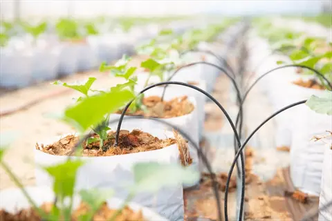 young vegetable plants in container gardens connected to a drip irrigation system inside a greenhouse