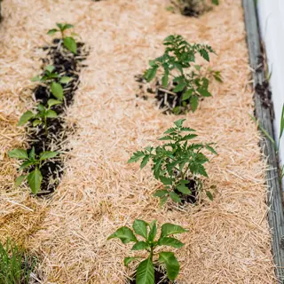 young vegetable seedlings growing through light golden straw garden mulch in a raised garden bed with wooden edging