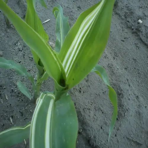 zinc deficient corn plant showing characteristic white streaks on young leaves in a agricultural field