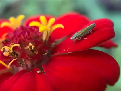 zinnia leafhopper on vibrant red zinnia flower with yellow florets and green bokeh background
