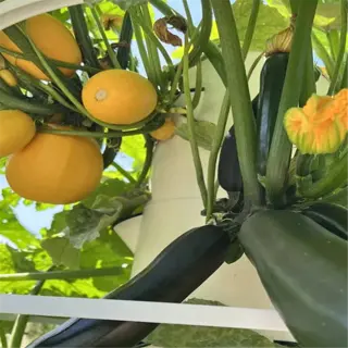 zucchini and yellow squash growing on a vertical tower in an urban garden