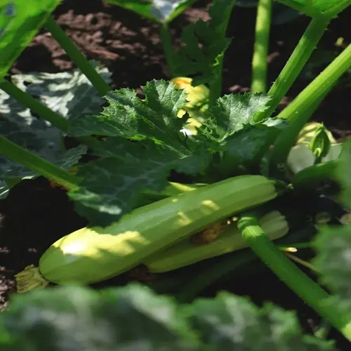 zucchini garden planting: close-up of mature green zucchinis growing among lush leaves and stems in a garden bed