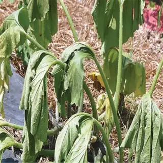 zucchini plant with wilted leaves, showing signs of stress or disease