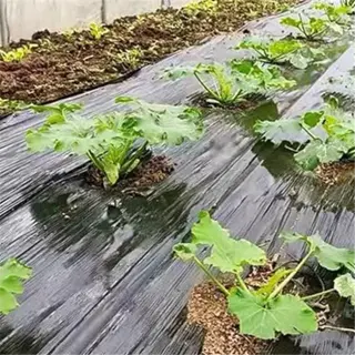 zucchini plants growing through black plastic mulch in a garden