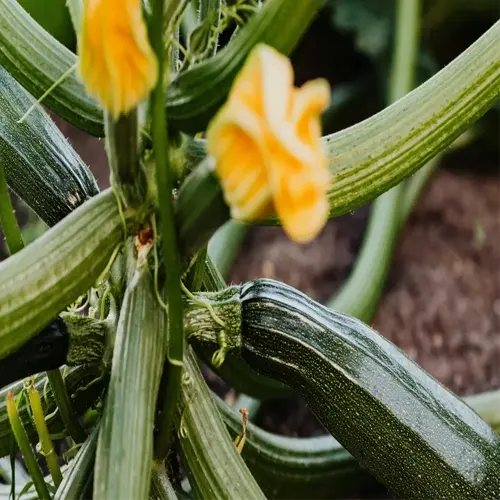 zucchini seedlings growing in a garden with vibrant yellow flowers